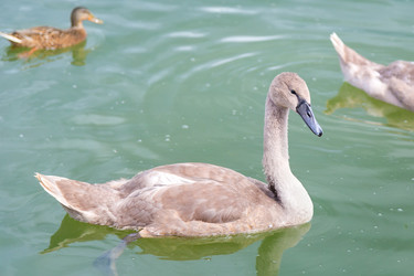 Similar image 21826200