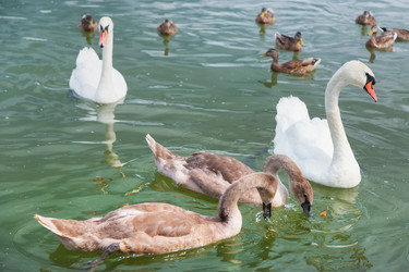 Similar image 21826202