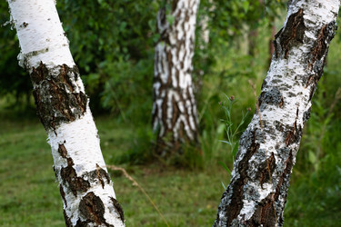 Similar image 21824171