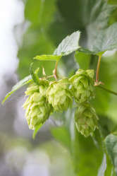 Similar image 21826221