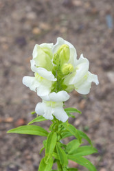 Similar image 21826225