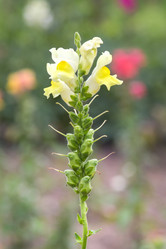 Similar image 21826228