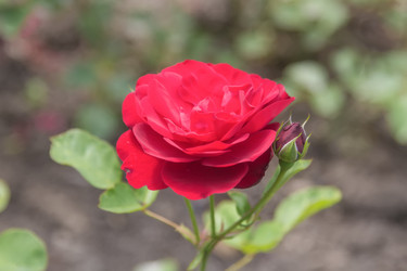 Similar image 21826233