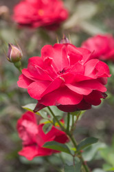 Similar image 21826234