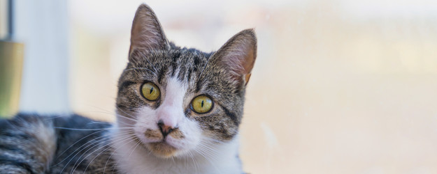 Similar image 21827752