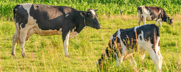 Similar image 21827754