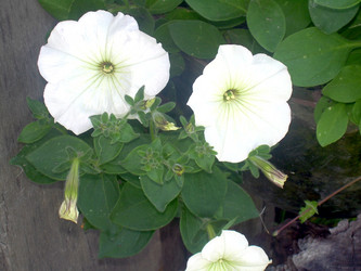 Similar image 21826504