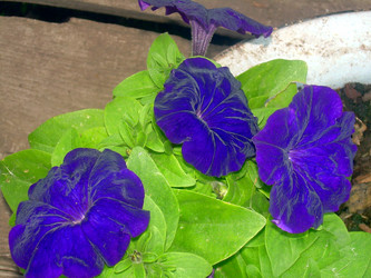 Similar image 21826510