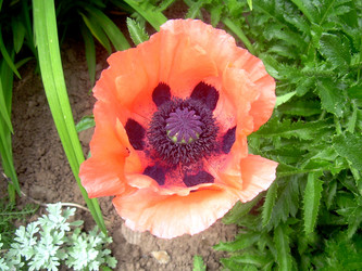 Similar image 21826512