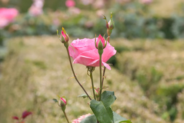 Similar image 21826236