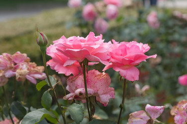 Similar image 21826239