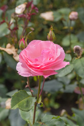 Similar image 21826240