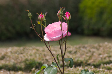 Similar image 21826244