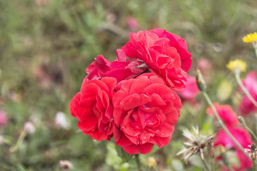 Similar image 21826249