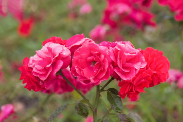 Similar image 21826250