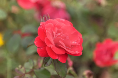 Similar image 21826251