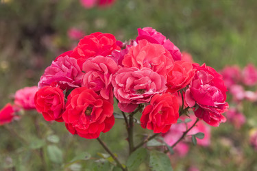 Similar image 21826252