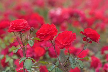 Similar image 21826321