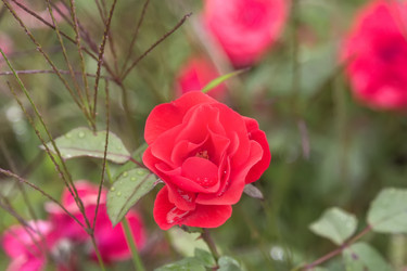 Similar image 21826322