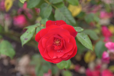 Similar image 21826324