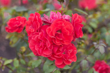 Similar image 21826325