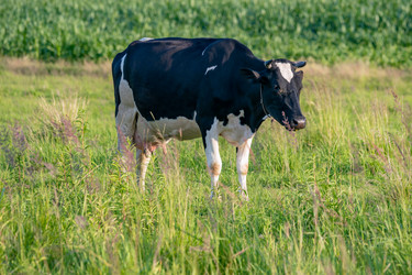 Similar image 21827838