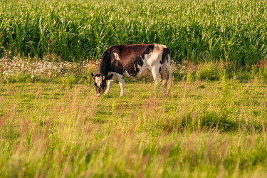 Similar image 21827839