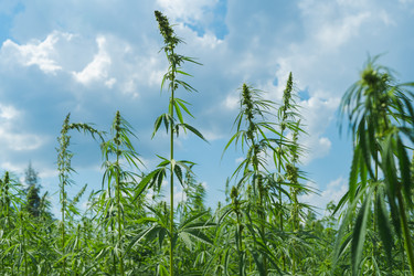 Similar image 21850572