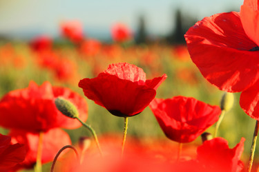 Similar image 21845679