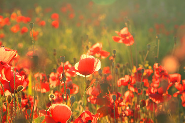 Similar image 21845680