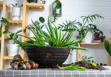 Similar image 21828608