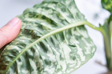 Similar image 21829052