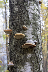 Similar image 21846632