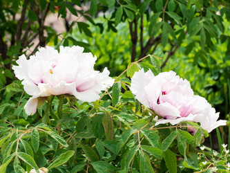 Similar image 21836388