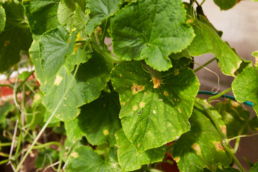 Similar image 21849151