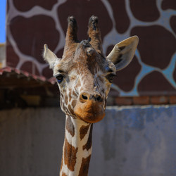 Similar image 21838491