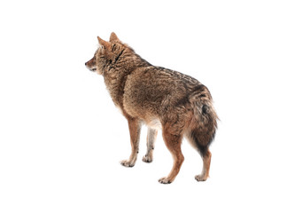 Similar image 21844496