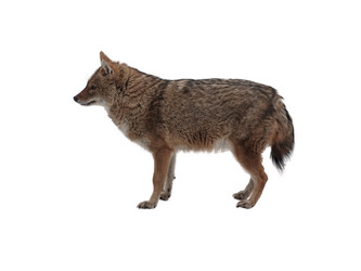 Similar image 21844502