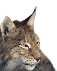 Similar image 21844689