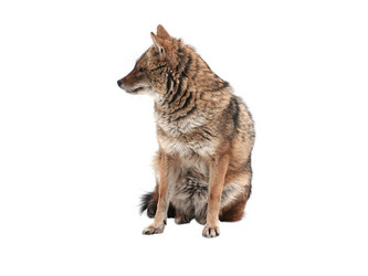 Similar image 21844706