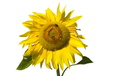 Similar image 21844726