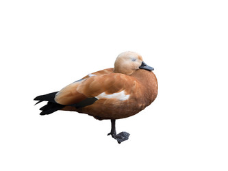 Similar image 21844731