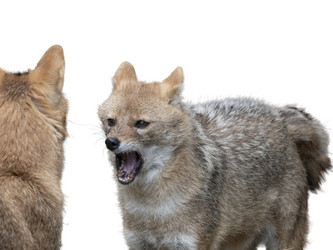 Similar image 21844302