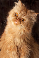 Similar image 21832366