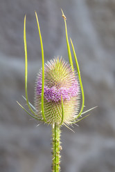 Similar image 21848034