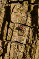 Similar image 21832420