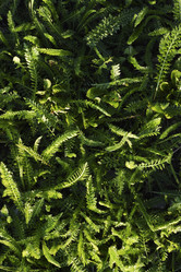 Similar image 21832454