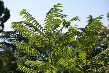 Similar image 21833237