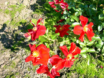 Similar image 21833256