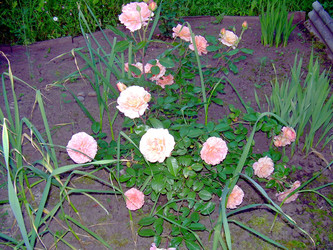 Similar image 21833424